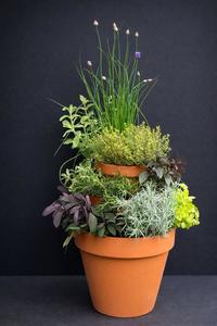 Thu Apr 23 Herb Stack 260423101